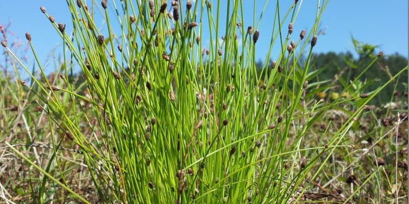 Kleine Tuin? Ontdek de Kracht van Compact Tuinieren!